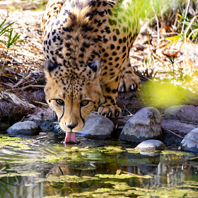 Drink as much as you want to at the Phoenix Zoo.